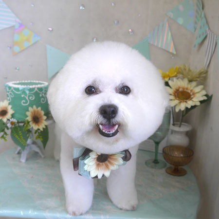 【山手店】2025年7月17日のワンちゃん達♪