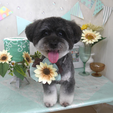 【山手店】2025年7月18日のワンちゃん達♪