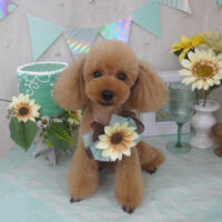 【山手店】2025年7月19日のワンちゃん達♪