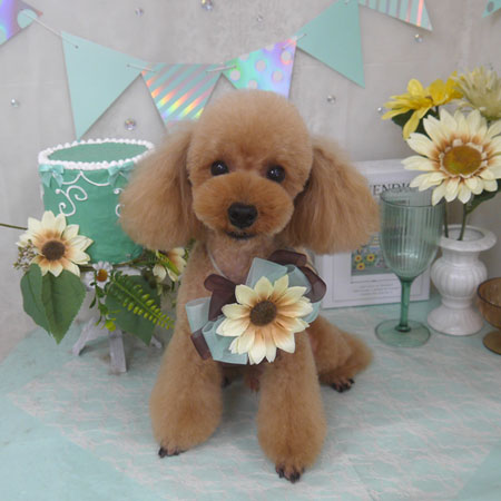 【山手店】2025年7月19日のワンちゃん達♪