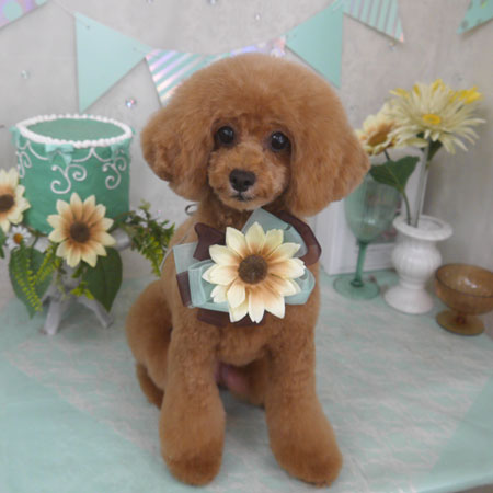 【山手店】2025年7月20日のワンちゃん達♪