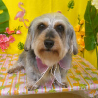 【山手店】2025年7月25日のワンちゃん達♪