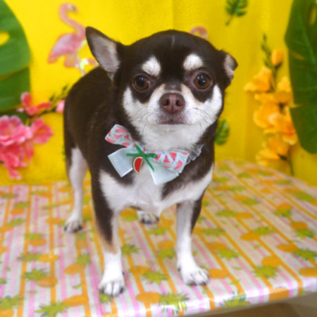 【山手店】2025年7月26日のワンちゃん達♪