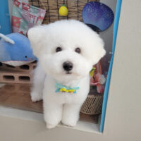 【本店】2025年8月8日のワンちゃん達♪