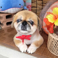 【本店】2025年8月18日のワンちゃん達♪