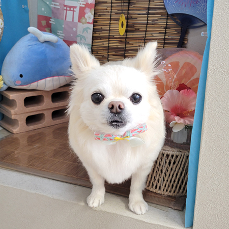 ぷるちゃん 山手店】2025年8月29日のワンちゃん達♪ - 犬のトリミングサロン