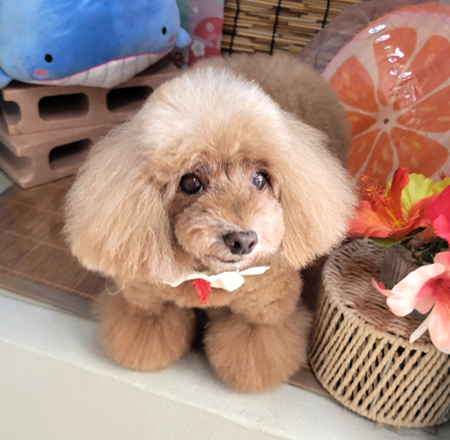 ぷるちゃん 山手店】2025年8月29日のワンちゃん達♪ - 犬のトリミングサロン