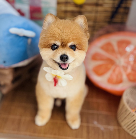 258.犬ちゃん お店に遊びに来てくれた可愛いお客様たち🐶🩷 ・わたまるくん