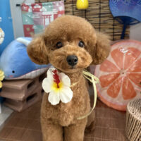 【本店】2025年8月23日のワンちゃん達♪