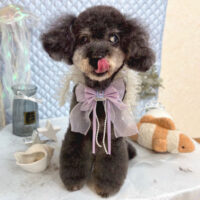 【池下店】2025年8月11日のワンちゃん達♪