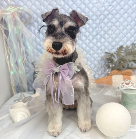 【池下店】2025年8月15日のワンちゃん達♪