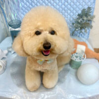 【池下店】2025年8月4日のワンちゃん達♪