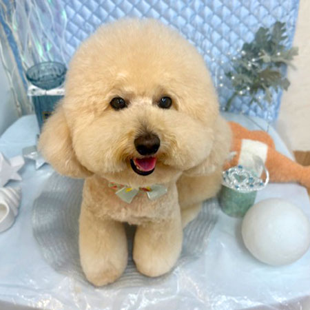 【池下店】2025年8月4日のワンちゃん達♪