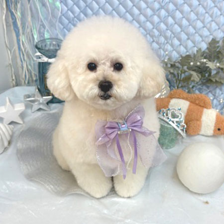 【池下店】2025年8月7日のワンちゃん達♪