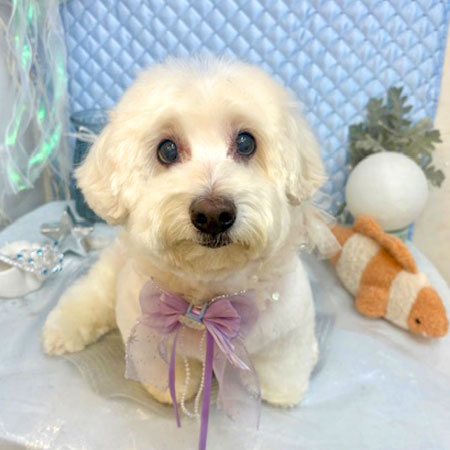 池下店】2025年8月30日のワンちゃん達♪ - 犬のトリミングサロン