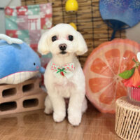 【本店】2025年8月15日のワンちゃん達♪