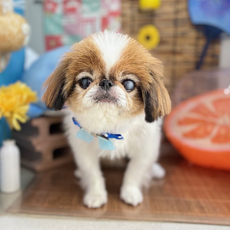 【本店】2025年8月4日のワンちゃん達♪