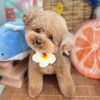 【本店】2025年8月22日のワンちゃん達♪