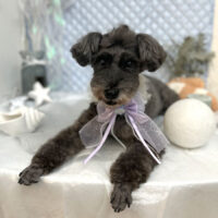 【池下店】2025年8月2日のワンちゃん達♪