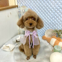 【池下店】2025年8月8日のワンちゃん達♪