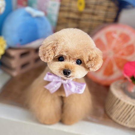 本店】2025年8月27日のワンちゃん達♪ - 犬のトリミングサロン