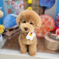 【本店】2025年8月28日のワンちゃん達♪