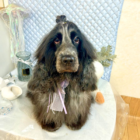 【池下店】2025年8月21日のワンちゃん達♪