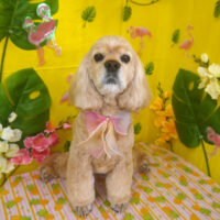 【山手店】2025年8月1日のワンちゃん達♪