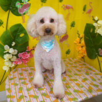 【山手店】2025年8月4日のワンちゃん達♪