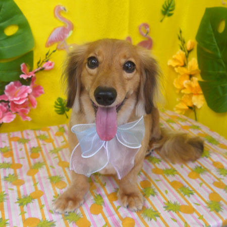 【山手店】2025年8月7日のワンちゃん達♪