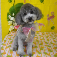 【山手店】2025年8月10日のワンちゃん達♪