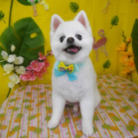 【山手店】2025年8月15日のワンちゃん達♪