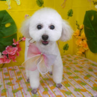 【山手店】2025年8月16日のワンちゃん達♪