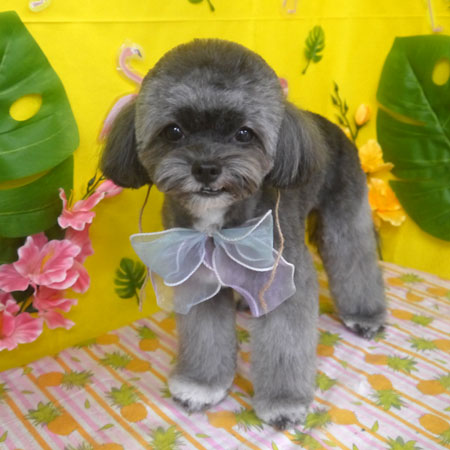 【山手店】2025年8月18日のワンちゃん達♪