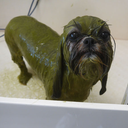 山手店】2025年8月21日のワンちゃん達♪ - 犬のトリミングサロン＆スパ