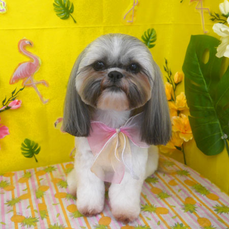 山手店】2025年8月21日のワンちゃん達♪ - 犬のトリミングサロン＆スパ