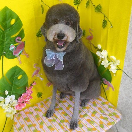 山手店】2025年8月21日のワンちゃん達♪ - 犬のトリミングサロン＆スパ