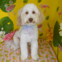 【山手店】2025年8月22日のワンちゃん達♪