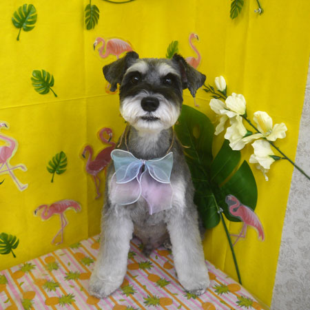 山手店】2025年8月27日のワンちゃん達♪ - 犬のトリミングサロン＆スパ