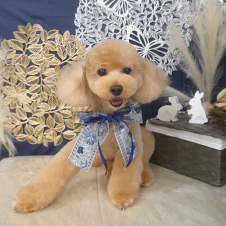 山手店】2025年8月30日のワンちゃん達♪ - 犬のトリミングサロン＆スパ