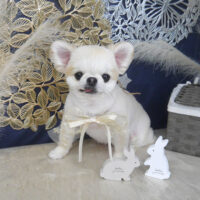 【山手店】2025年8月30日のワンちゃん達♪