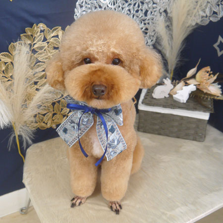 山手店】2025年8月30日のワンちゃん達♪ - 犬のトリミングサロン＆スパ