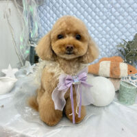 【池下店】2025年8月22日のワンちゃん達♪