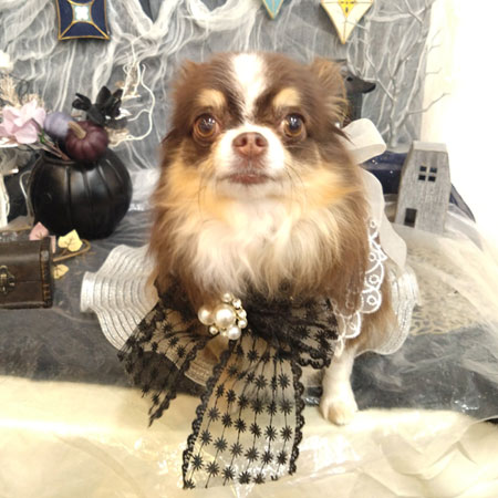 【池下店】2025年9月29日のワンちゃん達♪