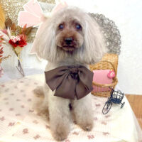 【池下店】2025年9月5日のワンちゃん達♪