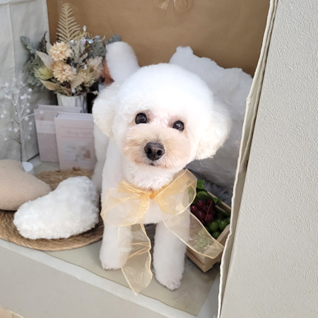 【本店】2025年9月5日のワンちゃん達♪