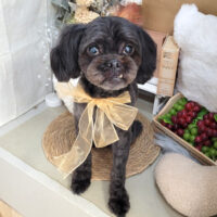 【本店】2025年9月11日のワンちゃん達♪