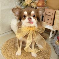 【本店】2025年9月18日のワンちゃん達♪