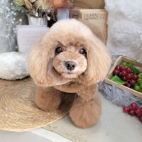 【本店】2025年9月26日のワンちゃん達♪