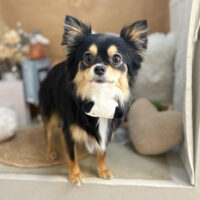 【本店】2025年9月21日のワンちゃん達♪